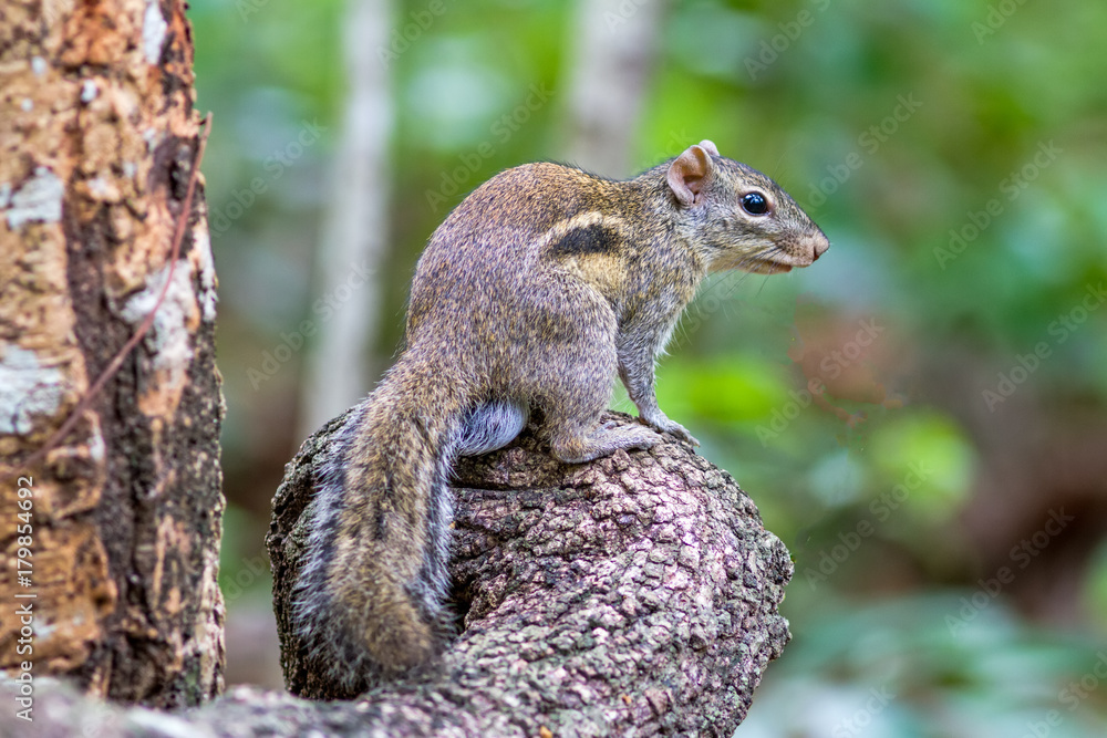 Beautiful of Menetes berdmorei (Indochinese ground squirrel, Berdmore's ground squirrel , Burmese Striped Squirrel , Tamiops mcclellandii) on branch in Doi Inthanon Natural Park, Chiangmai ,Thailand Beautiful of Menetes berdmorei (Indochinese ground squirrel, Berdmore's ground squirrel , Burmese Striped Squirrel , Tamiops mcclellandii) on branch in Doi Inthanon Natural Park, Chiangmai ,Thailand