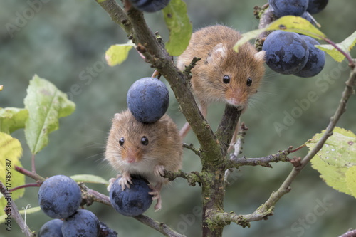 harvest mouse, mice close up portrait with blurred background on thistle, corn, berry and sloes