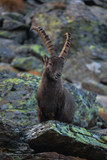 stambecco (Capra ibex) - ritratto su rocce