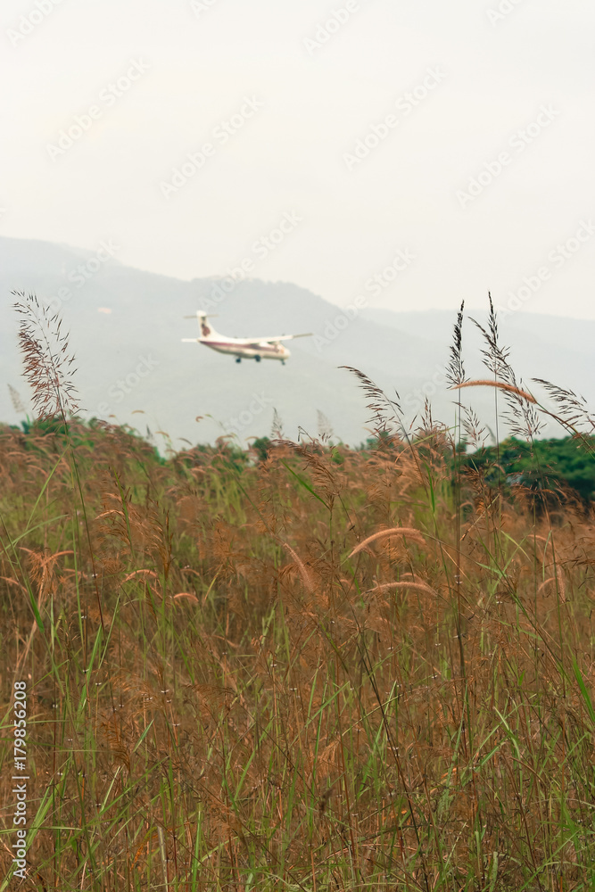 Fototapeta premium Airplane landing Background shot and Green Grass Flower