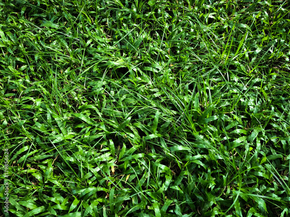 Fine green grass on the nice light field outside natural background, picture Fine green grass on the nice light field outside natural background, picture