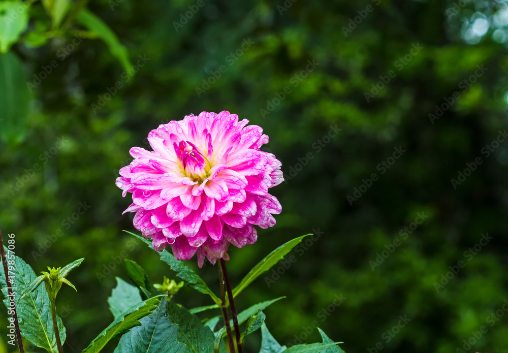 Pink Dhalia flower in the rainy garden on natural light,soft focus. Pink Dhalia flower in the rainy garden on natural light,soft focus.