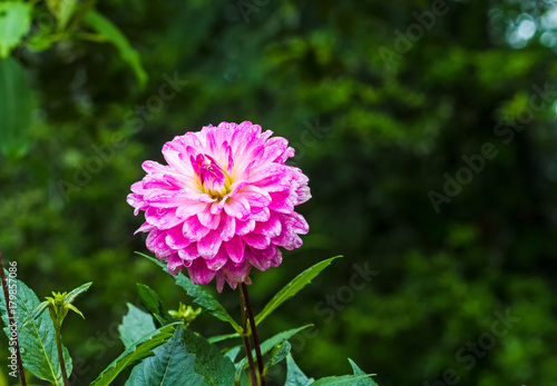 Fototapeta Naklejka Na Ścianę i Meble -  Pink Dhalia flower in the rainy garden on natural light,soft focus.
