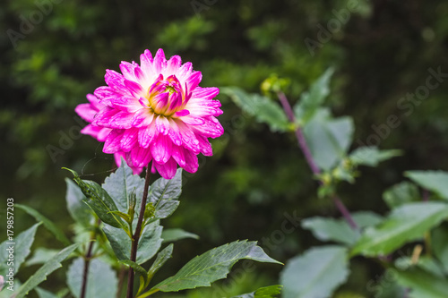Fototapeta Naklejka Na Ścianę i Meble -  Pink Dhalia flower in the rainy garden on natural light,soft focus.