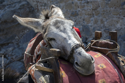 Tired donkey leans his head on the other saddled donkey, touristic attraction, Lindos town, Greek island Rhodos