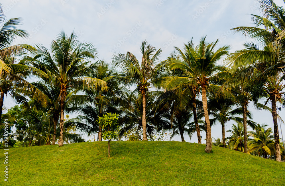 coconut palm tree with green grass in the park .