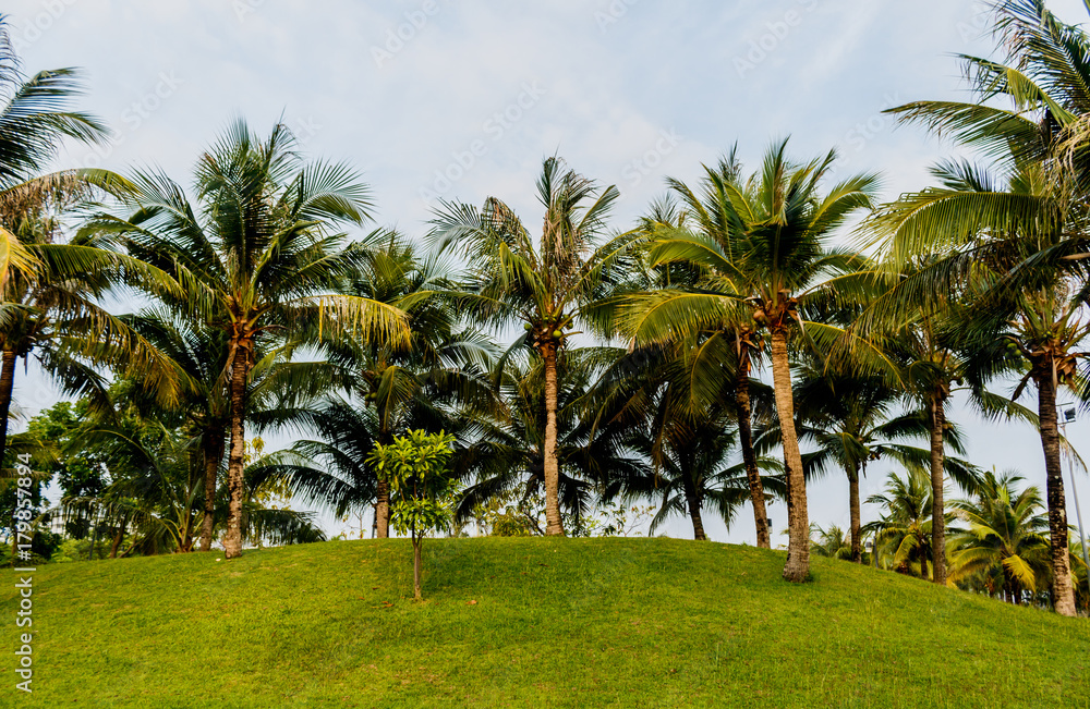 coconut palm tree with green grass in the park . coconut palm tree with green grass in the park .