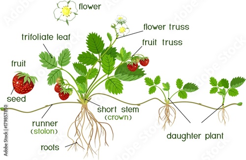 Parts of plant. Morphology of garden strawberry plant with roots, flowers, fruits, daughter plant and titles