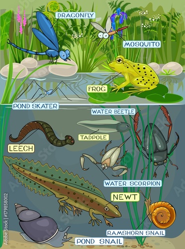 Pond ecosystem. Different pond inhabitants with title