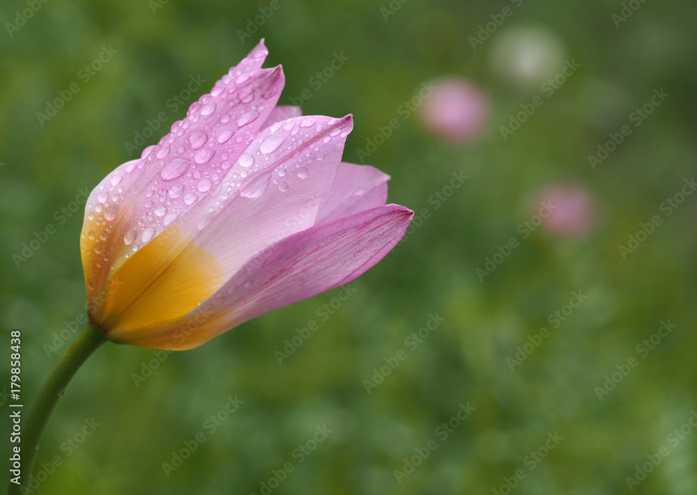 Fototapeta premium Wildtulpe