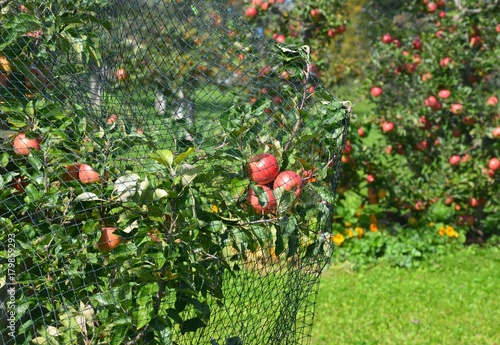 Rote Äpfel hängen reif am Apfelbaum