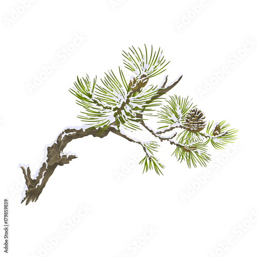 Pine branches and cones needles and snow on a white background vintage vector botanical illustration for design editable hand draw