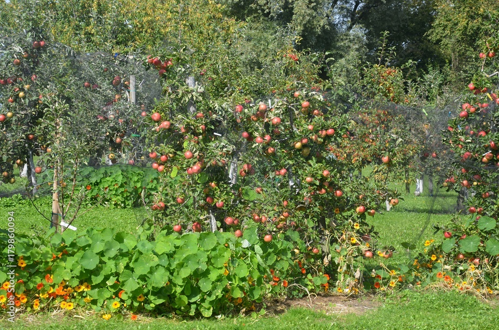 Rote Äpfel hängen reif am Apfelbaum