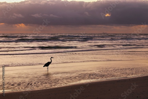 Blue Heron at sunrise on the Texas Gulf Coast