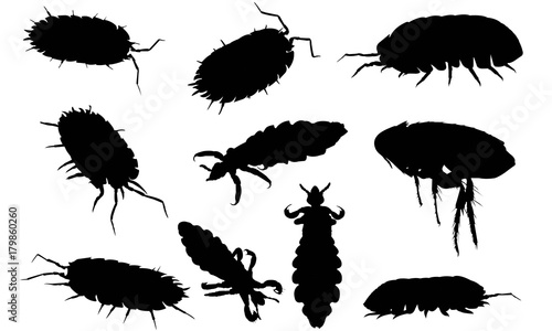 Louse Silhouette Vector Graphics 