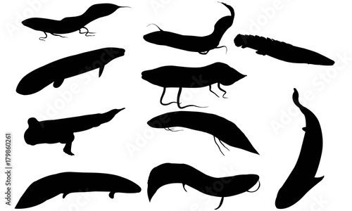 Lungfish Silhouette Vector Graphics  photo