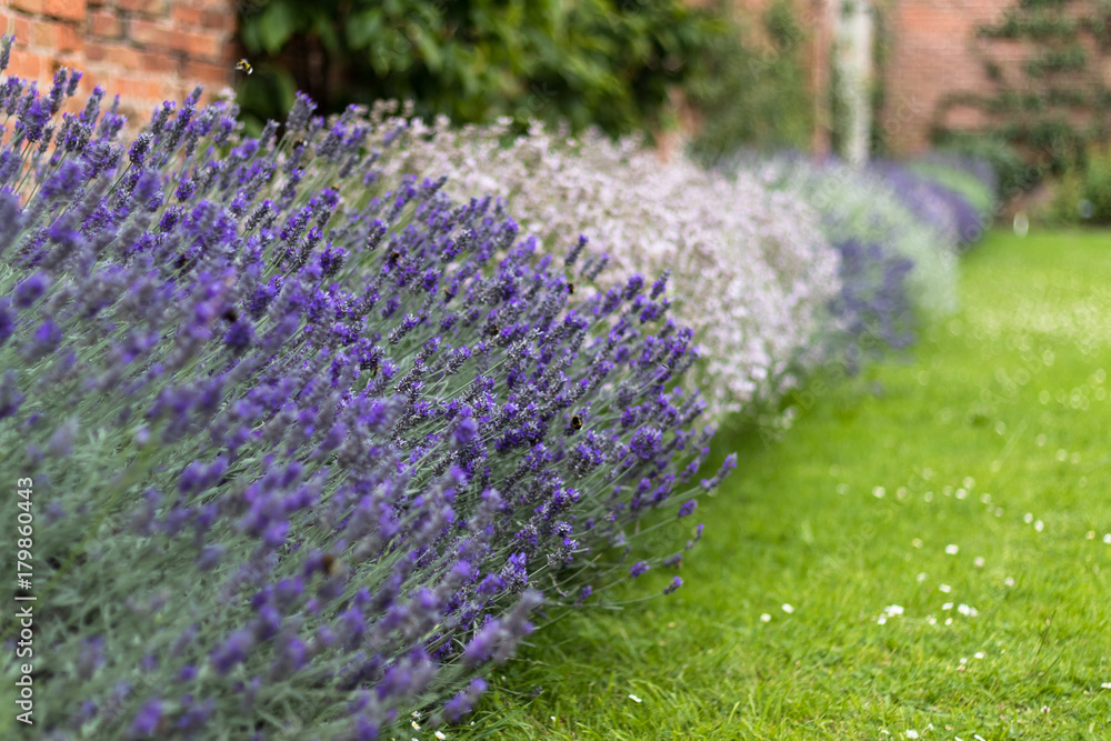 Fototapeta premium Lavender