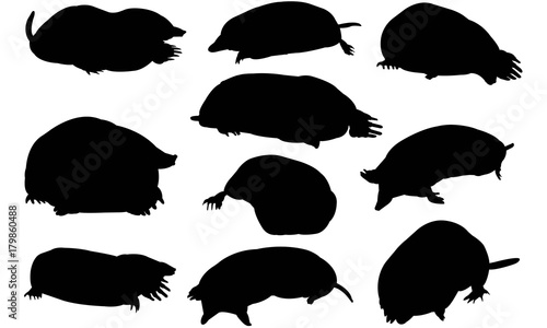 Mole Silhouette Vector Graphics 