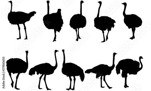 Ostrich Silhouette Vector Graphics 