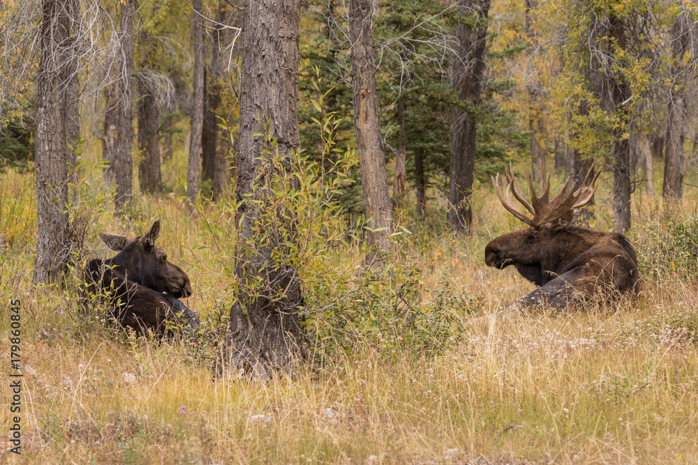 Bull and Cow Moose During the Fall Rut Bull and Cow Moose During the Fall Rut
