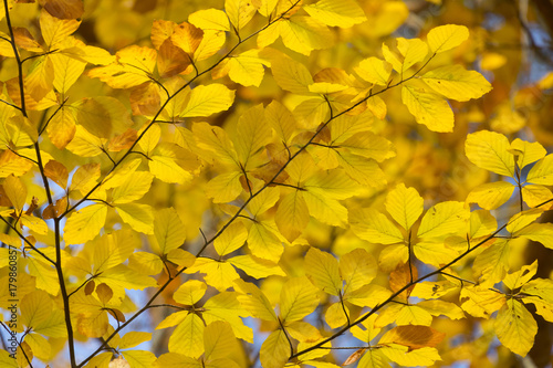 golden leaves