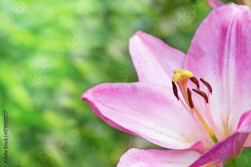Pink lily on blurred green background