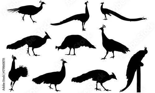 Peafowl Silhouette Vector Graphics 