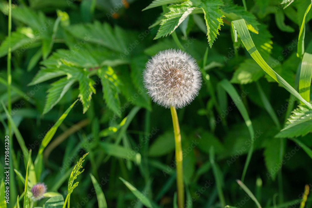 Close up of a common dandelion  Taraxacum officinale