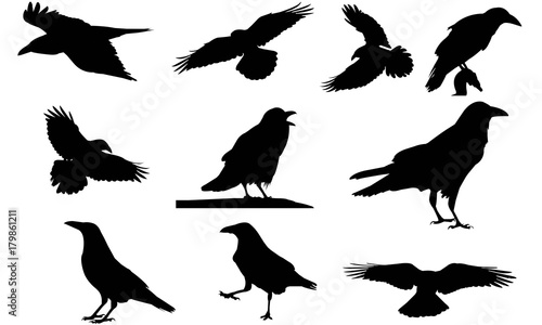 Raven Silhouette Vector Graphics  photo