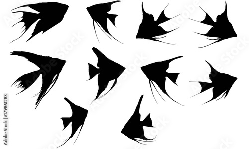 Angel Fish Silhouette Vector Graphics 