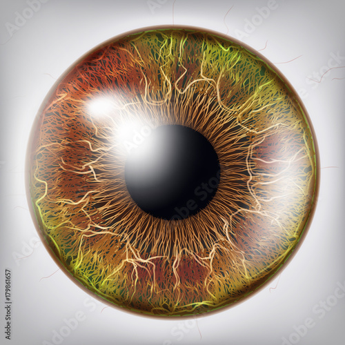 Eye Iris Vector. Vision Medical Concept Illustration