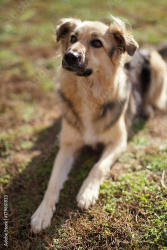 Cute dog in the garden