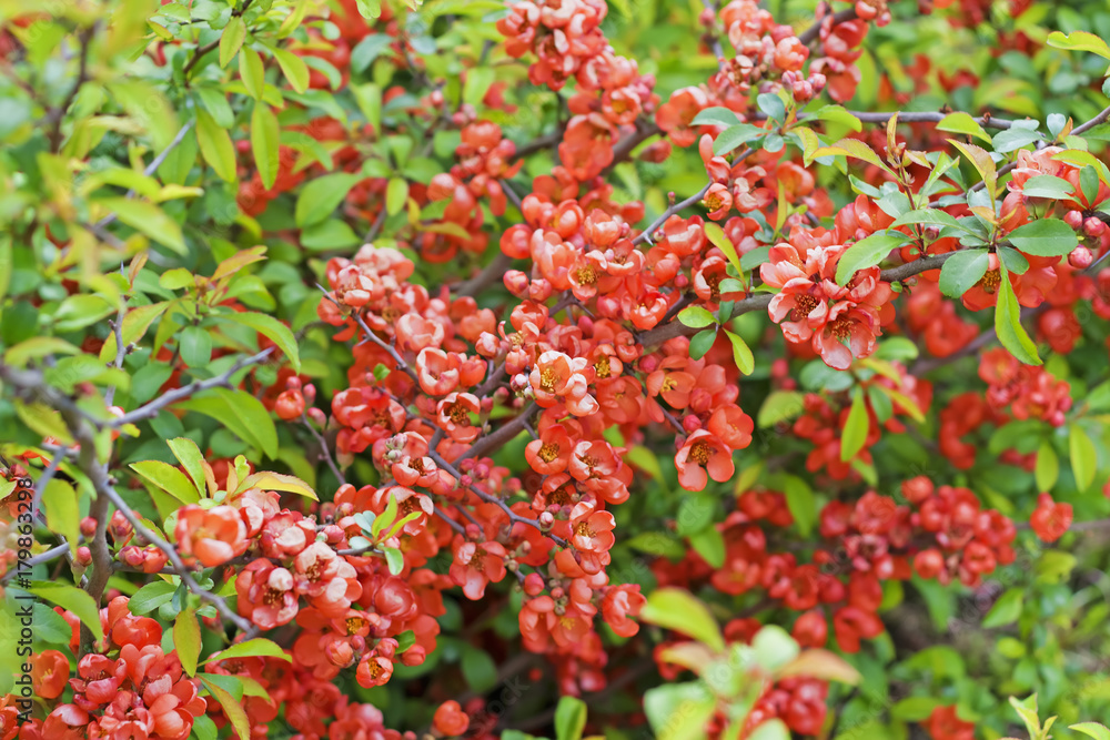 Chaenomeles japonica, also known as Maule's quince, whith colorful spring flowers of red color, as background. Chaenomeles japonica, also known as Maule's quince, whith colorful spring flowers of red color, as background.