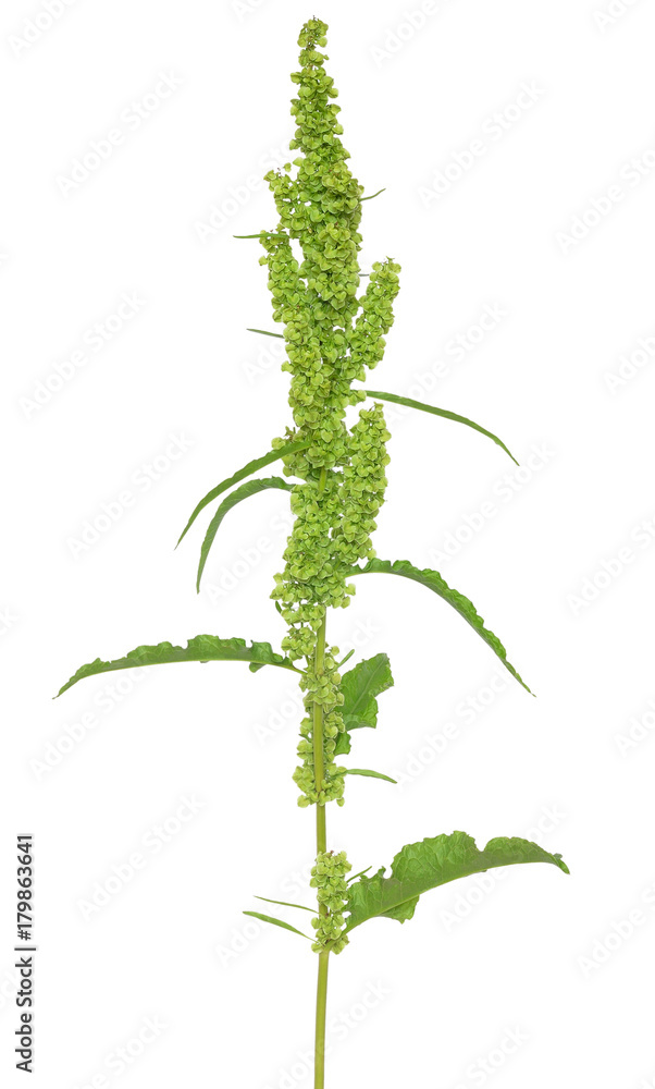 Rumex confertus plant Rumex confertus plant