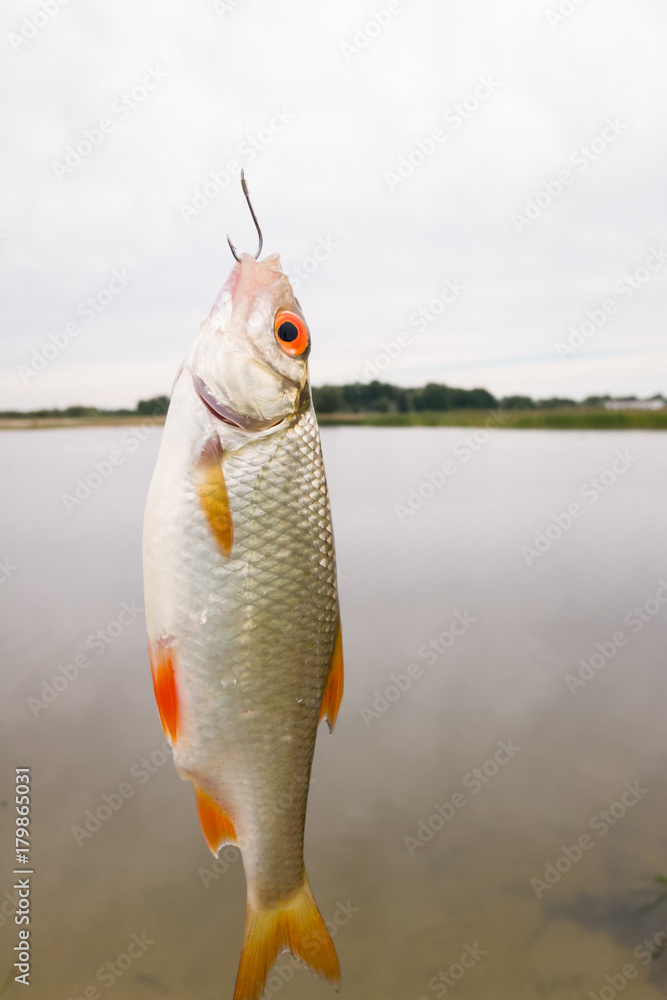 Fish, Scardinius erythrophthalmus, caught during fishing day on the lake  cloudy day hanging on the fishing line Stock Photo