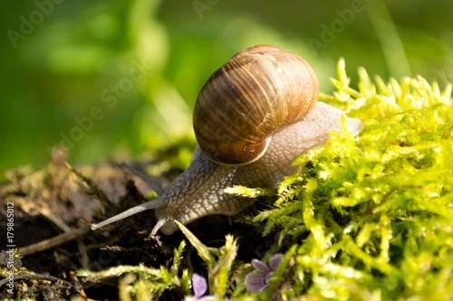 Snail, Helix pomatia, on the grass sunny day