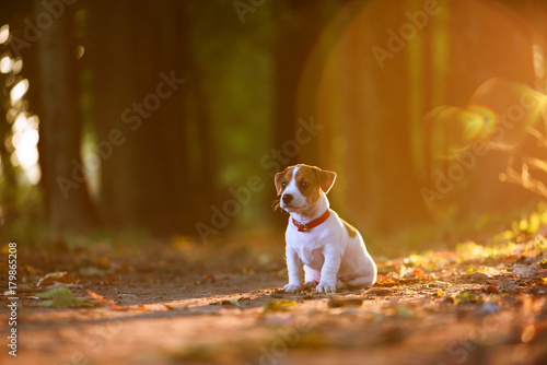 jack russel puppy on autumn alley