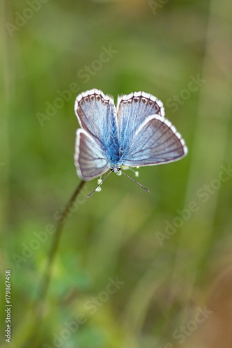 Beautiful butterfly on a meadow