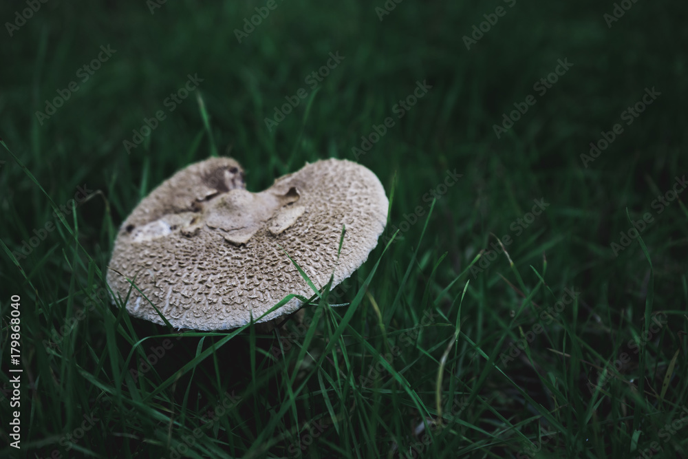 Mushrooms in the forest, grass background Mushrooms in the forest, grass background