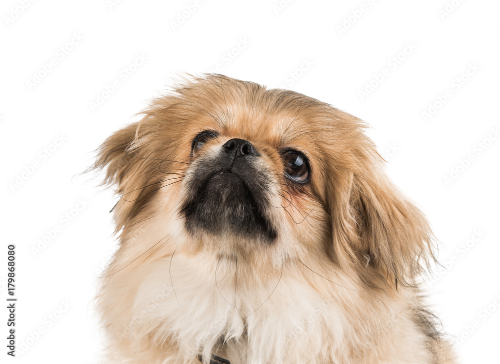 beautiful pekinese isolated