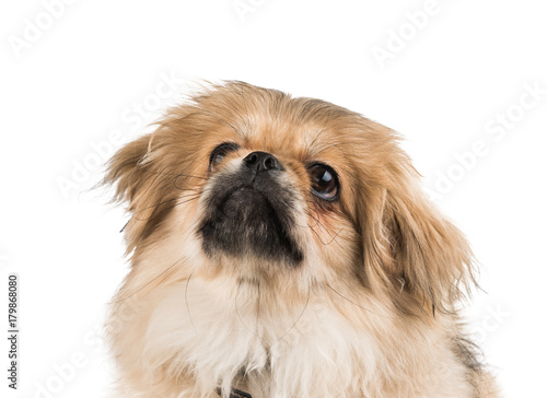 beautiful pekinese isolated photo