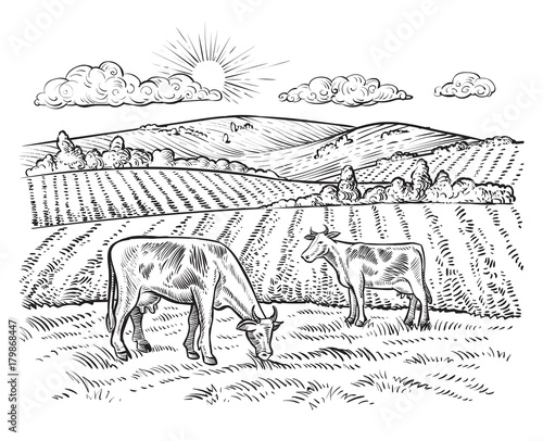 Rural landscape with cows. Vector vintage farm.