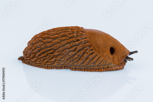 nudibranch on white background