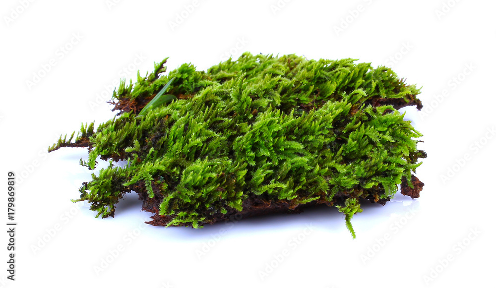 Green moss isolated on white bakground Green moss isolated on white bakground