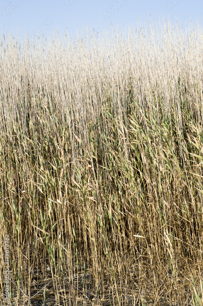 Fototapeta premium Reeds in a lake in blue sky