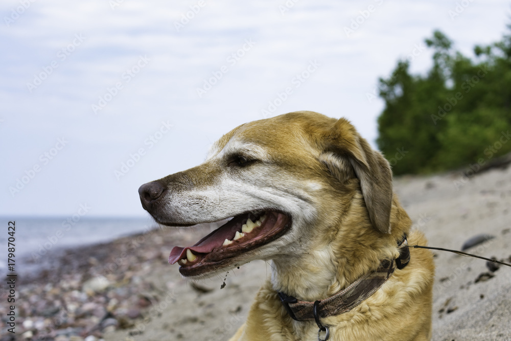 Puppy on the Shores of Gitche Gumee Puppy on the Shores of Gitche Gumee