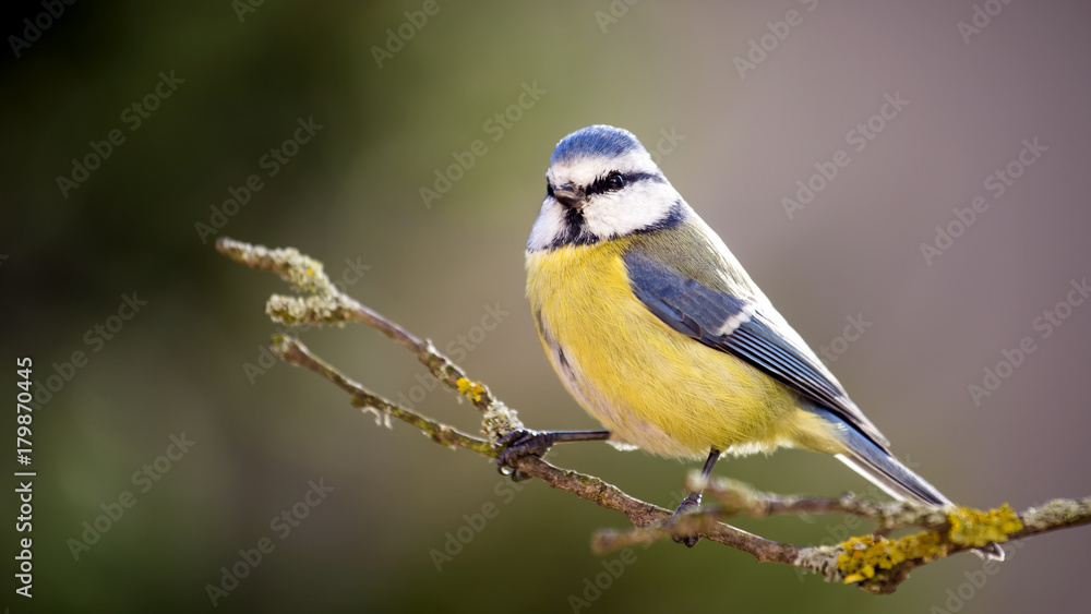 Blue tit in the Autumn Forest. Blue tit in the Autumn Forest.