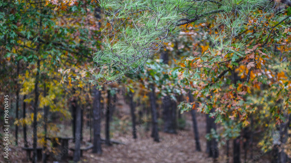 Evergreen Leaves in Autumn Forest