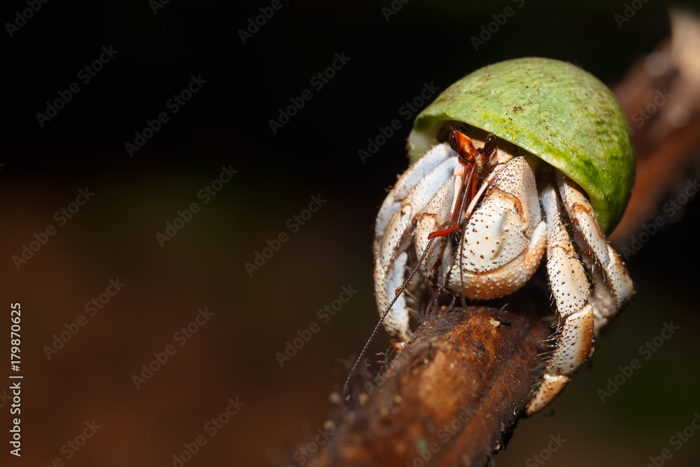 Hermit Crab with green snail shell Madagascar Hermit Crab with green snail shell Madagascar