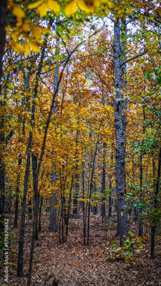 Yellow Autumn Trees on Hiking Trail